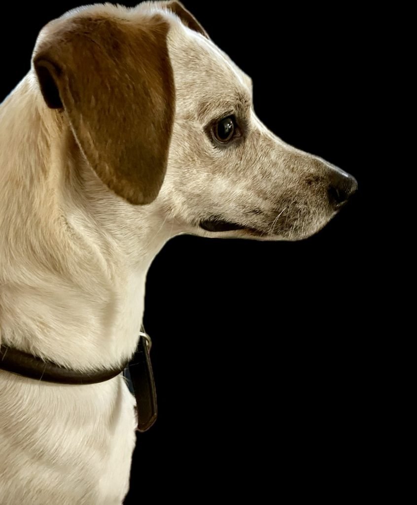 A white dog with brown ears seen in profile against a black background. His face muscles are tense. His mouth is pulled back in a line with tight commissures.