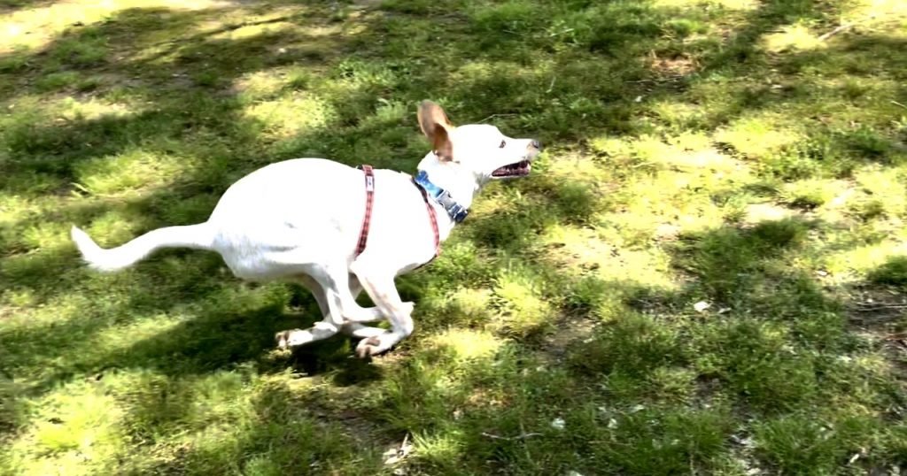 A white dog is running in grass. All four feet are in suspension. His mouth is open and ears are flying back