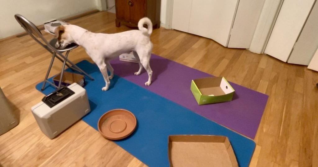 A white dog with brown ears eats kibble off the seat of a low camping chair. He is standing on colorful yoga mats and surrounded by other items that might have food on or in them.