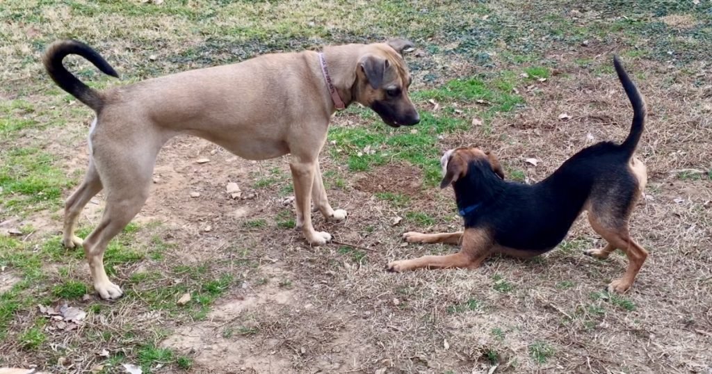 A tan dog with a black tail stands over a small, black and rust hound mix who is doing a play bow