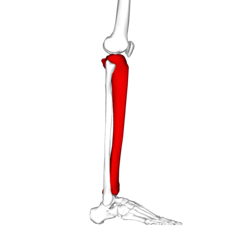 An illustration of the lower leg bones, with the tibia colored in red