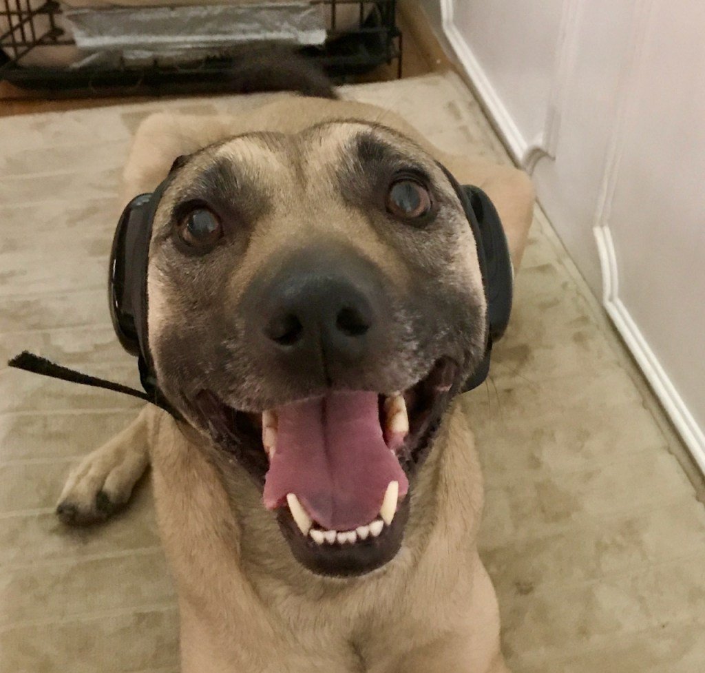 A tan dog with a black muzzle has her mouth open in a smile while she wears ear protection