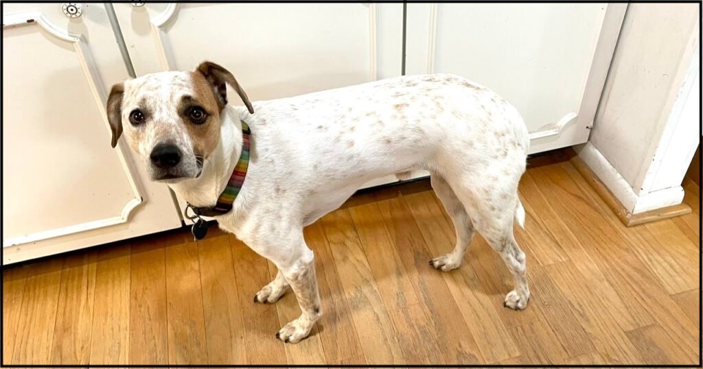 Photo looking down at a white dog with brown on his face and one ear. His tail is down, ears pulled back, and his face is sad and stressed
