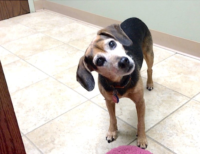 A black and rust hound mix is standing in a vet exam room, tilting her head quizzically
