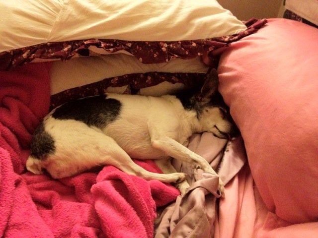 A black and white rat terrier is relaxed, tucked between piled pillows and blankets