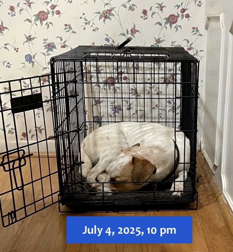 A white dog with brown ears is curled up in a dog crate. Text on the photo reads, "July 4, 2025, 10 pm"