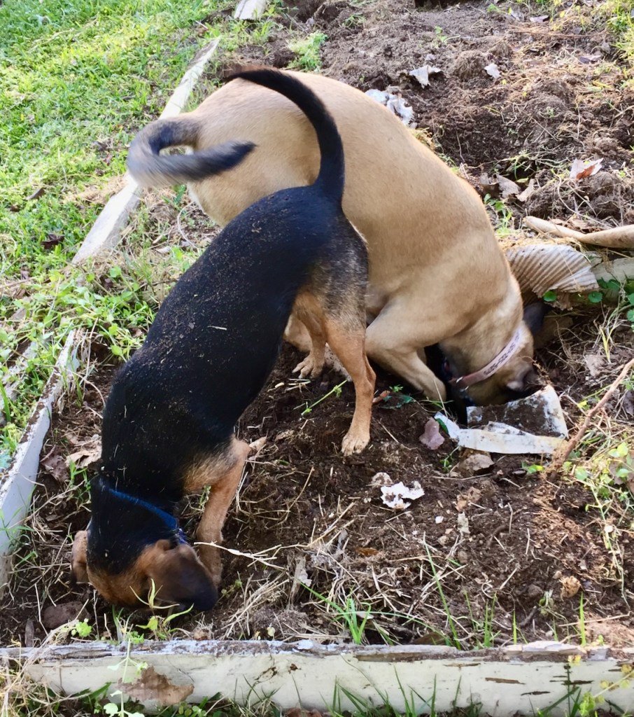 A tan dog with a black tail and a smaller black and rust hound mix dig in an empty garden bed, both of them with their heads in holes in the ground