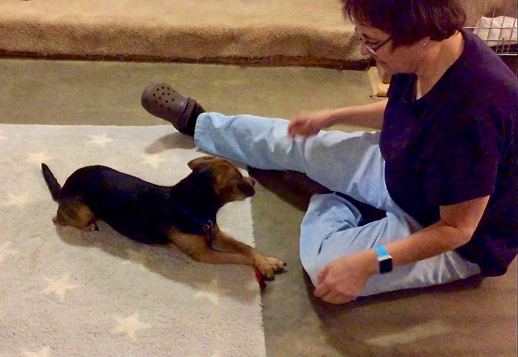 A black and rust hound mix lies on a rug in front of a woman. The dog is crossing her paws in front of her.