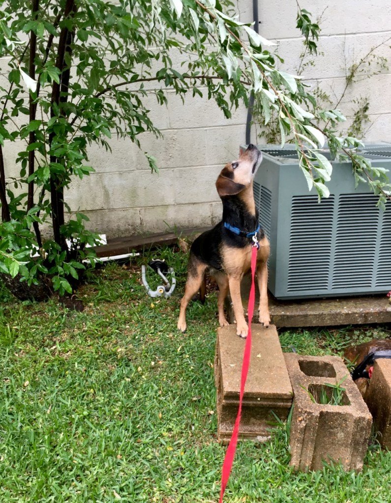 A black and rust hound mix on a leash and collar steps on a concrete block and gazes up at a bush