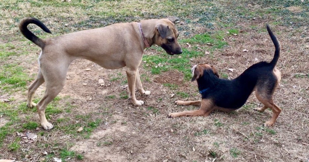 A tan dog with a black tail stands over a small, black and rust hound mix who is doing a play bow