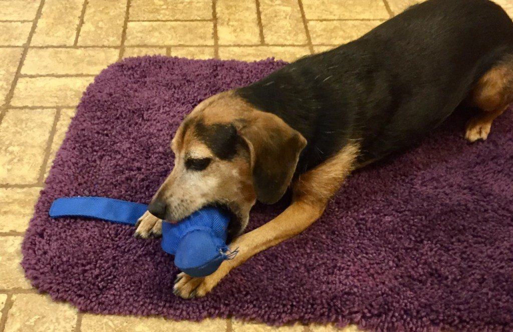 A black and rust hound mix lies on a purple mat and bites a Kong Wubba squeaker toy