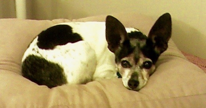 A tri-color rat terrier with large ears is curled up on a pillow and staring directly at the camera person.