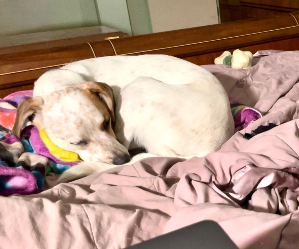 A white dog with brown ears and brown ticking is curled up asleep on a bed