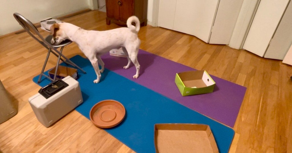 A white dog with brown ears eats kibble off the seat of a low camping chair. He is standing on colorful yoga mats and surrounded by other items that might have food on or in them.