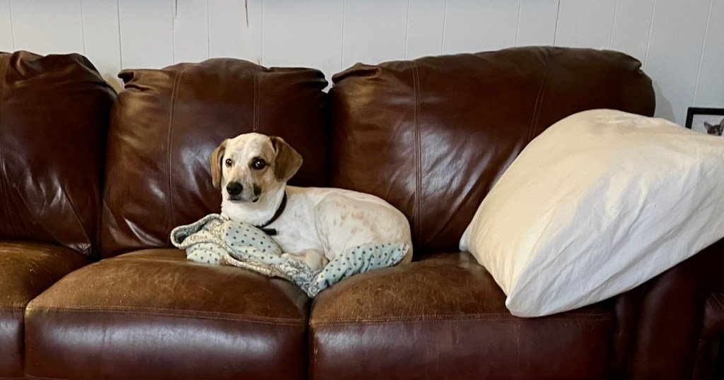A white dog with brown ears and brown ticking lies tensely in a ball with his feet pulled in on a couch. His head is up and he has a worried look on his face.