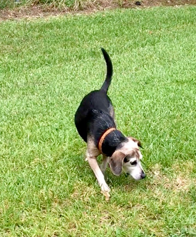 A small hound, mostly black with rust on her face, ears, and front legs. She is sniffing in the grass, and her tail is held very high.