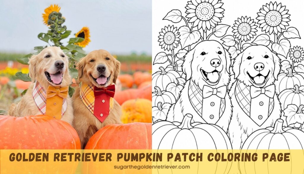 Golden Retriever Pumpkin Patch Coloring Page Golden Retriever Pumpkin Patch Coloring Page