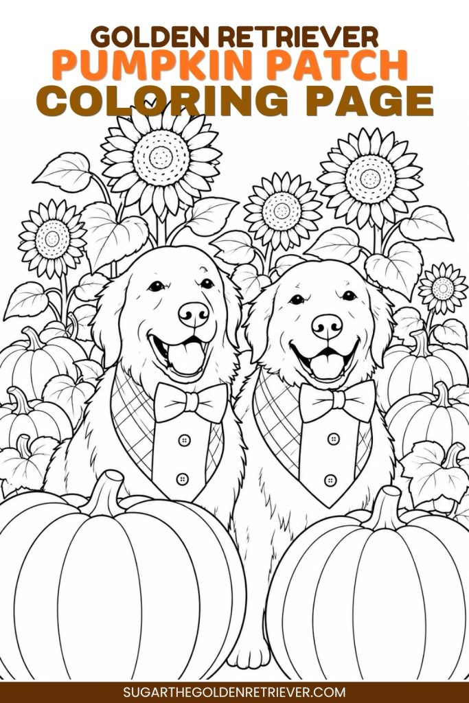 Golden Retriever Pumpkin Patch Coloring Page - Free Fall Printable Golden Retriever Pumpkin Patch Coloring Page - Free Fall Printable