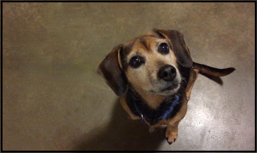A black and rust-colored hound mix looks up expectantly while sitting on a shiny floor