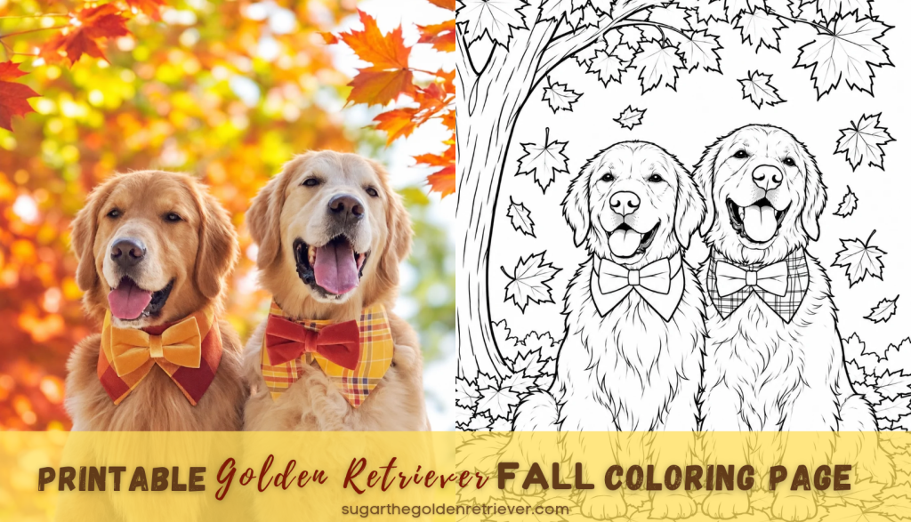 Printable Fall Golden Retriever Coloring Page Printable Fall Golden Retriever Coloring Page